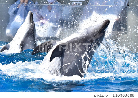 大分　イルカ　九州　水族館　大分マリーンパレス水族館　うみたまご 110863089