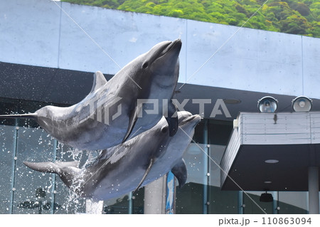 大分　イルカ　九州　水族館　大分マリーンパレス水族館　うみたまご 110863094