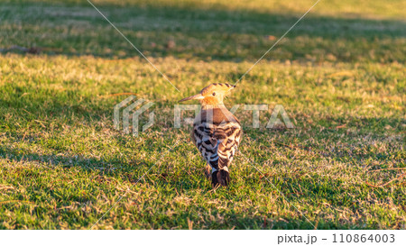 Eurasian hoopoe or Common hoopoe (Upupa epops) bird close-up on natural green grass background Eurasian hoopoe or Common hoopoe (Upupa epops) bird close-up on natural green grass background 110864003