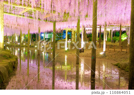 [愛知県]津島市天王川公園の藤棚 110864051