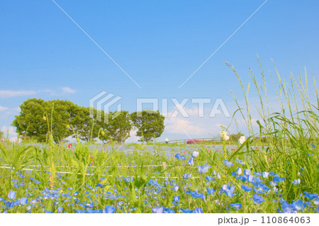 [愛知県]日進市の愛知牧場のネモフィラ 110864063