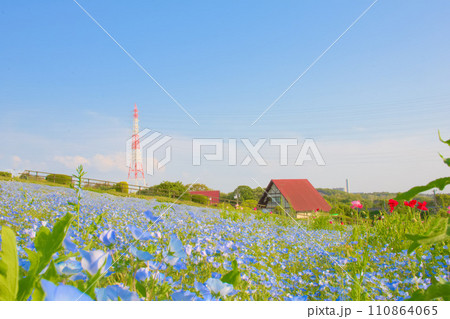 [愛知県]日進市の愛知牧場のネモフィラ 110864065