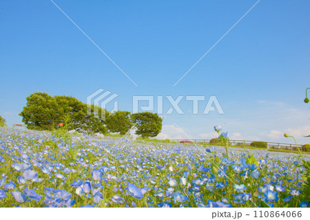 [愛知県]日進市の愛知牧場のネモフィラ 110864066