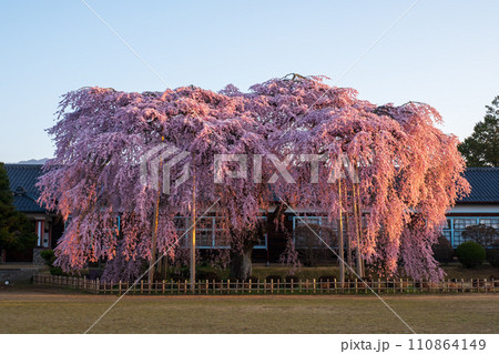 杵原学校の枝垂れ桜（朝） 110864149