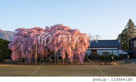 杵原学校の枝垂れ桜（朝） 110864180