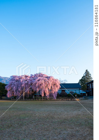 杵原学校の枝垂れ桜（朝） 110864181