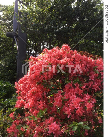 伊豆小室山公園の戦歿者慰霊のプロペラと満開の赤いつつじ 110865552