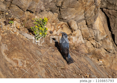 晩秋、岬崖の留鳥・イソヒヨドリ01 110865793