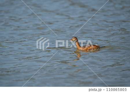 晩秋、川面を泳ぐカイツブリ02 晩秋、川面を泳ぐカイツブリ02 110865803
