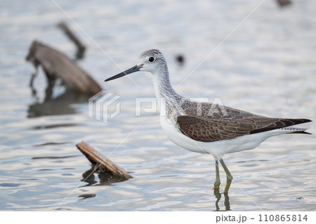 晩秋、ハス田のアオアシシギ01 110865814