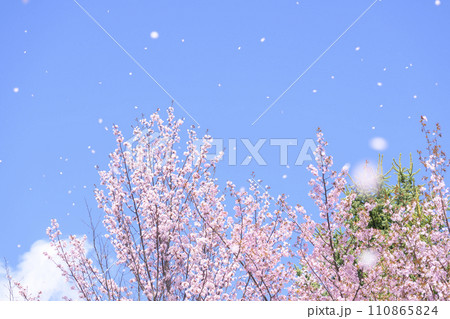 青空と桜ふぶき（動画との同時撮影） 110865824