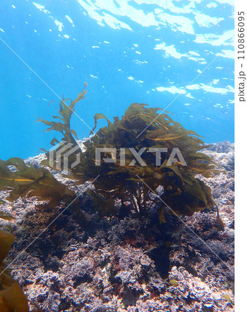 水中のわかめ 110866095