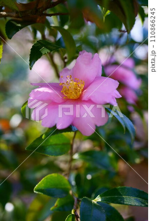 6101 椿 発心桜 6101 椿 発心桜 110866245