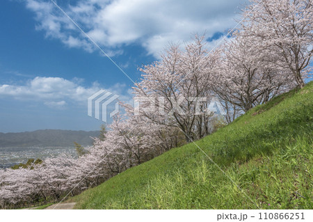 青空と満開の桜 青空と満開の桜 110866251