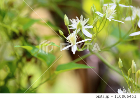 センニンソウの花 110866453