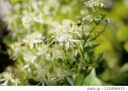 センニンソウの花 110866455