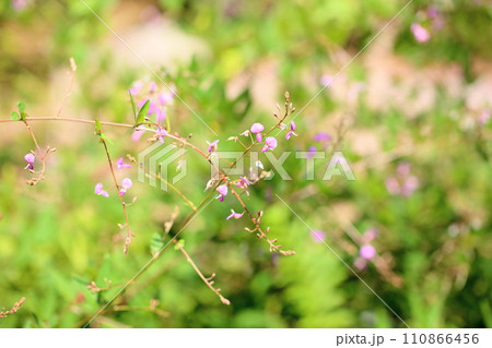 アレチヌスビトハギの花 アレチヌスビトハギの花 110866456