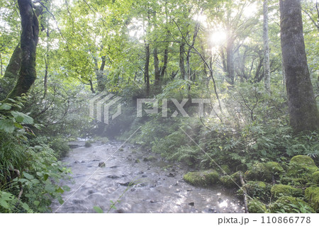 新緑・清流エコイメージ　大山木谷沢渓流 110866778
