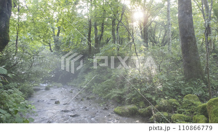 新緑・清流エコイメージ 大山木谷沢渓流 新緑・清流エコイメージ 大山木谷沢渓流 110866779