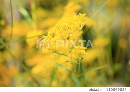 オミナエシの花 オミナエシの花 110866882