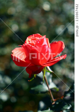 6130 バラ フィデリオ 6130 バラ フィデリオ 110867482