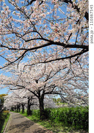 荒子川公園の桜 110867545
