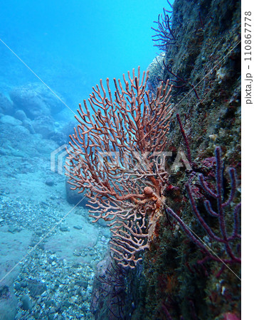 ソフトコーラル ソフトコーラル 110867778