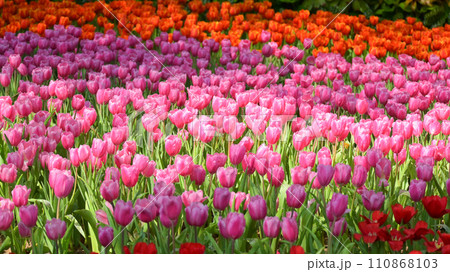 beautiful pink tulip in the garden, natural background beautiful pink tulip in the garden, natural background 110868103