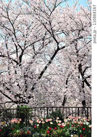 荒子川公園の桜 110868167