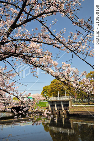 荒子川公園の桜 110868169
