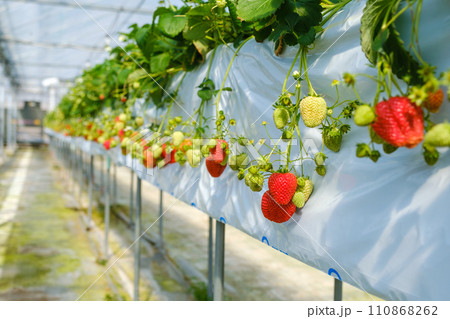 イチゴを栽培するビニールハウス　農園　いちご狩り 110868262