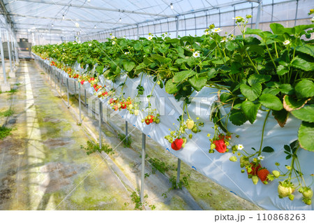 イチゴを栽培するビニールハウス　農園　いちご狩り 110868263