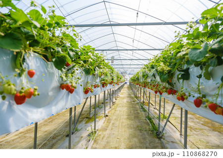イチゴを栽培するビニールハウス　農園　いちご狩り 110868270