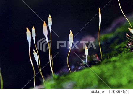 コケの生態 110868673