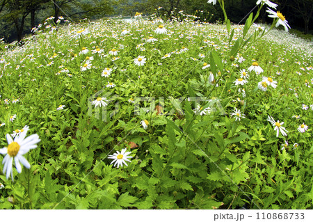 白い花の草原 白い花の草原 110868733