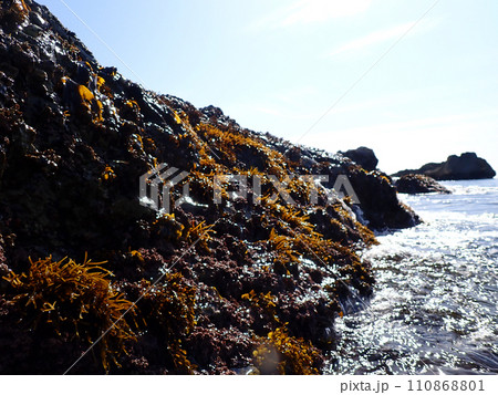 ヒジキの新芽 ヒジキの新芽 110868801