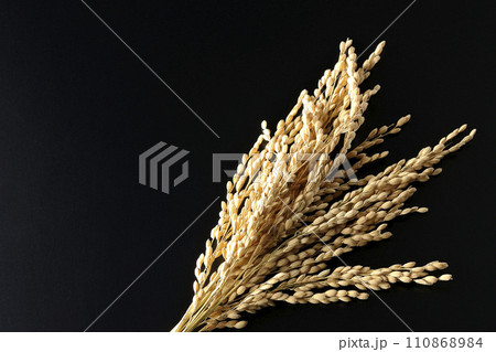 稲穂、米、新米 110868984