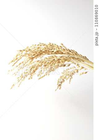 稲穂、米、新米 110869010