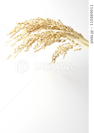 稲穂、米、新米 110869011
