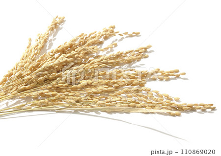 稲穂、米、新米 110869020