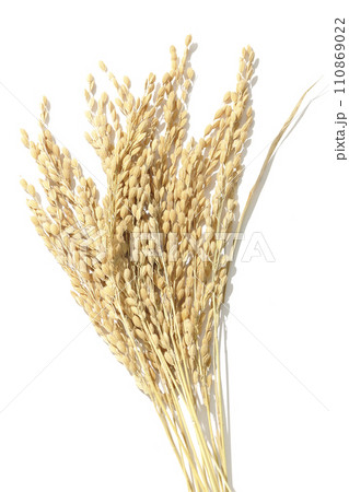 稲穂、米、新米 稲穂、米、新米 110869022