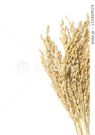 稲穂、米、新米 稲穂、米、新米 110869024