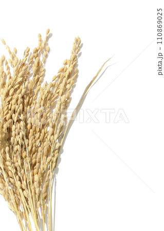 稲穂、米、新米 稲穂、米、新米 110869025