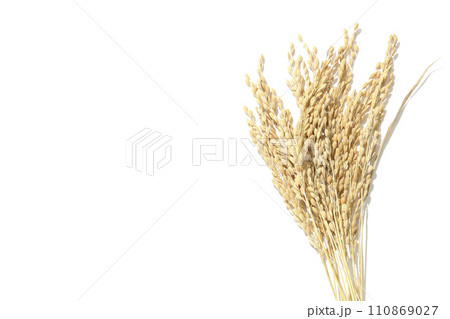 稲穂、米、新米 110869027