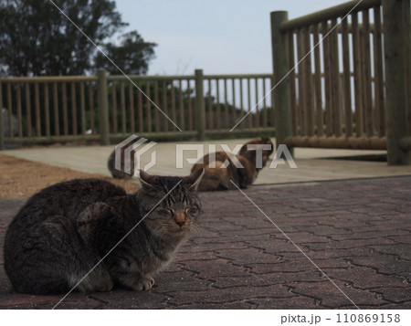 展望台でくつろぐ猫 110869158