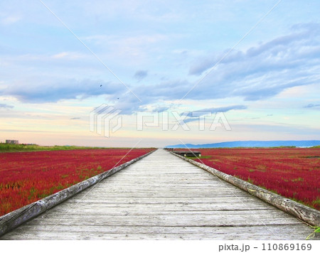 サンゴ草と赤色に染まる一本道 110869169
