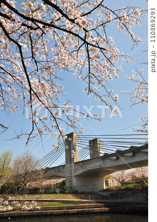 荒子川公園の桜 110869293