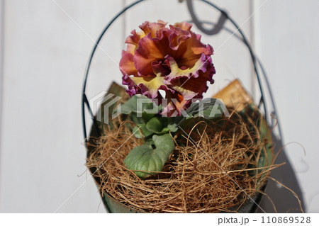 リメイク缶に植えたフリルパンジー リメイク缶に植えたフリルパンジー 110869528