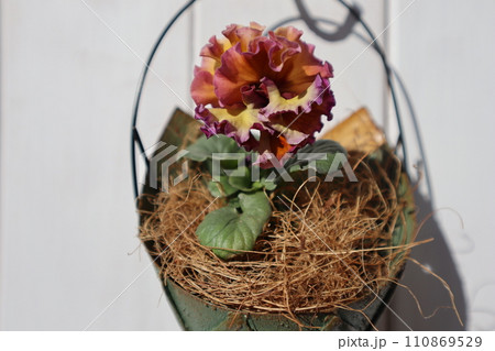 リメイク缶に植えたフリルパンジー リメイク缶に植えたフリルパンジー 110869529