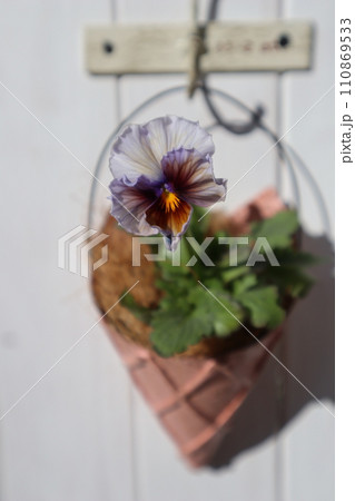 リメイク缶に植えたフリルパンジー 110869533